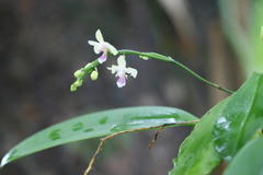 Phalaenopsis deliciosa
